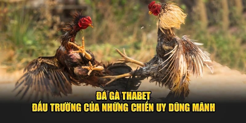 Hướng dẫn các bước tham gia đá gà đơn giản chỉ với 3 bước 