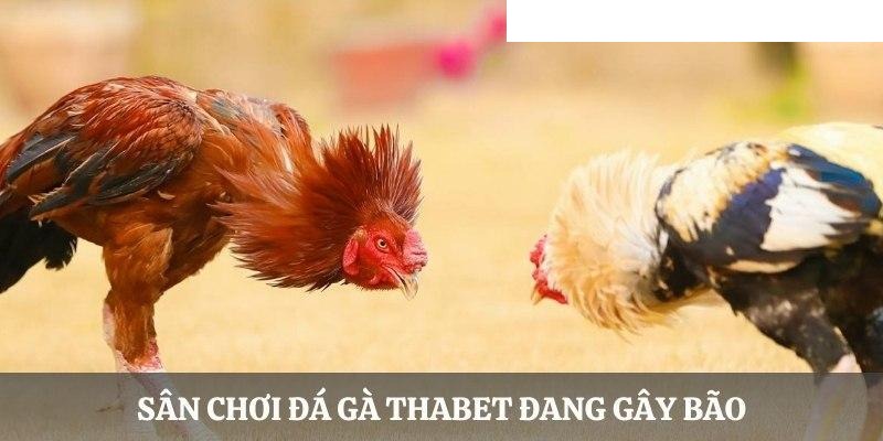 Một số nét cơ bản cần biết về sảnh đá gà Thabet